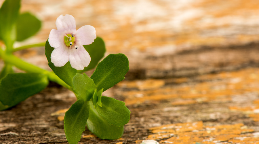 Health Benefits of Brahmi