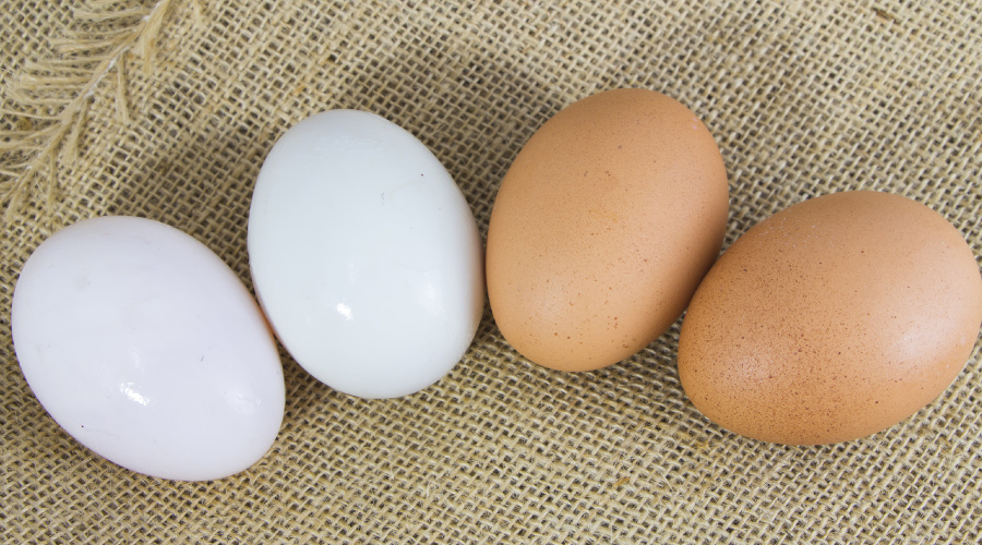 Brown Eggs Vs. White Eggs What Is The Difference?