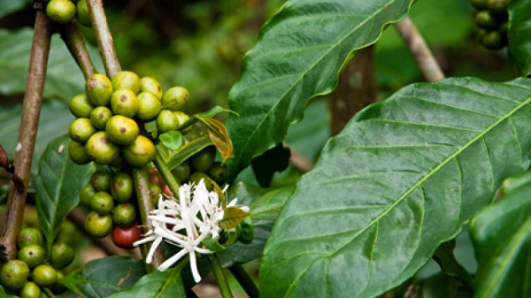 Green Coffee Bean Extract Uses And Side Effects Healthkart Blog