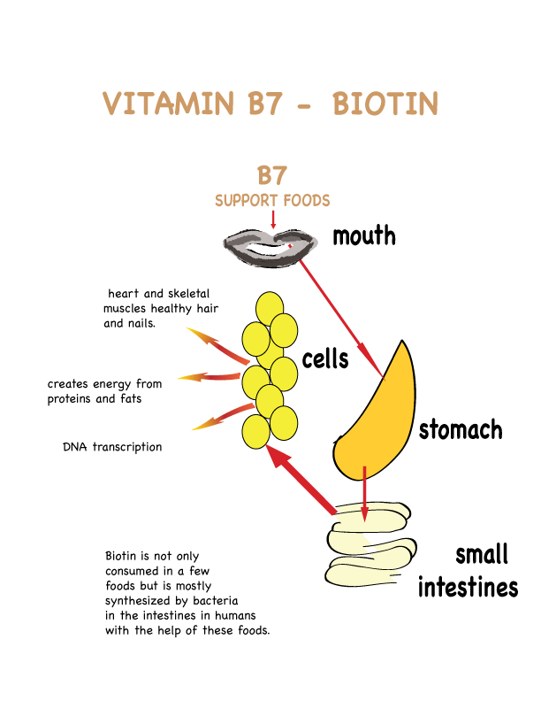 biotin benefits for hair
