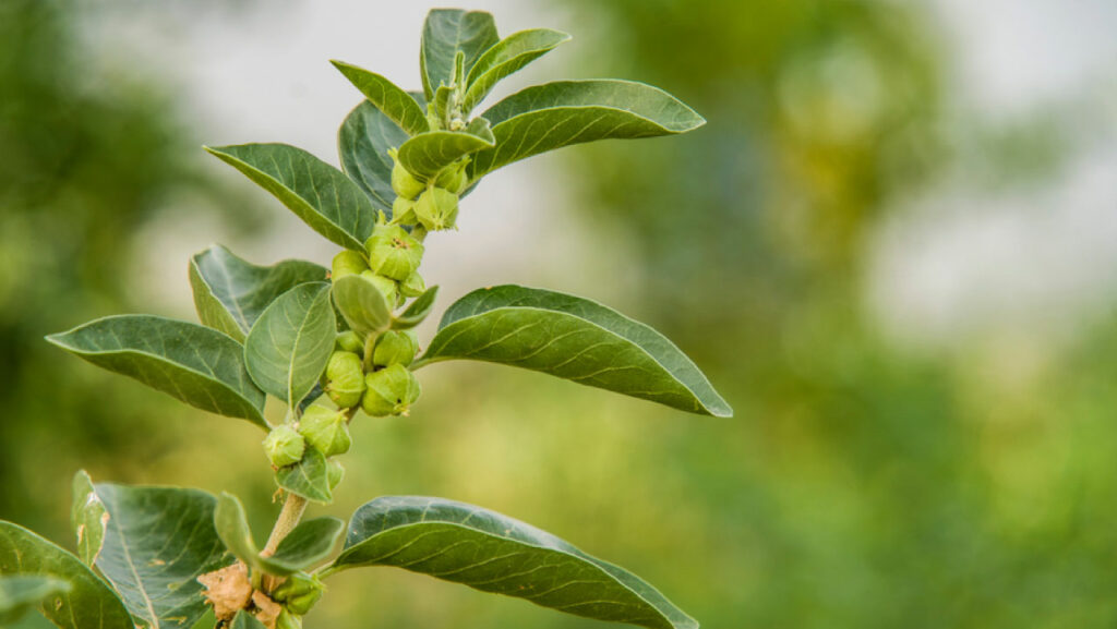 Ashwagandha leaf for weight loss
