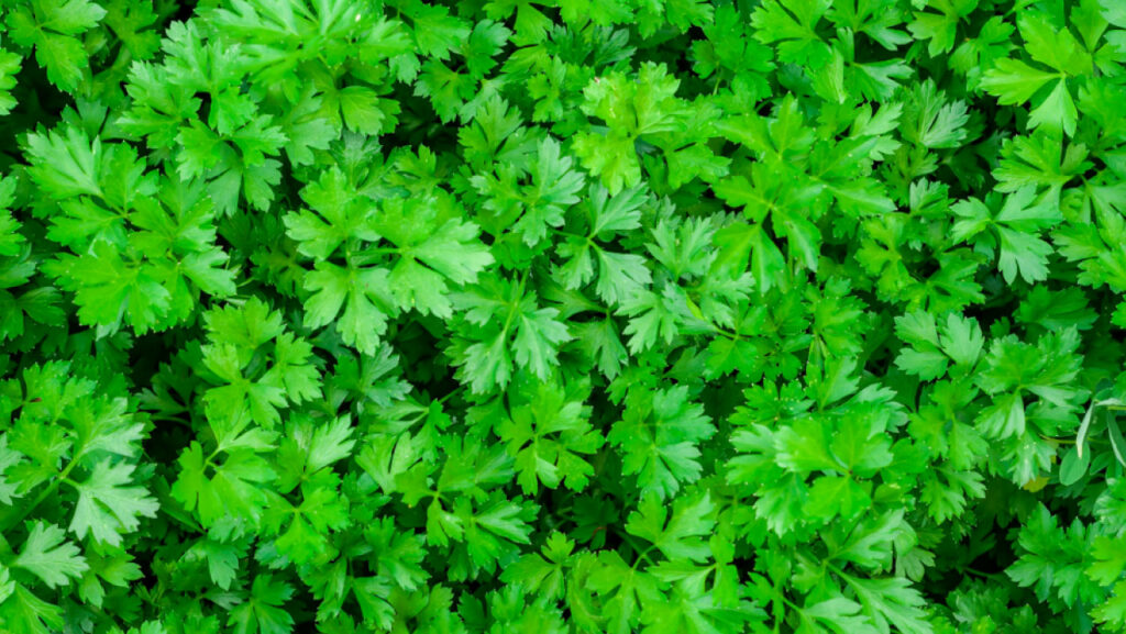 herbal solution