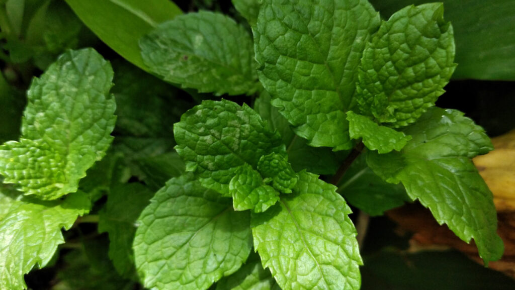 herb for weight loss