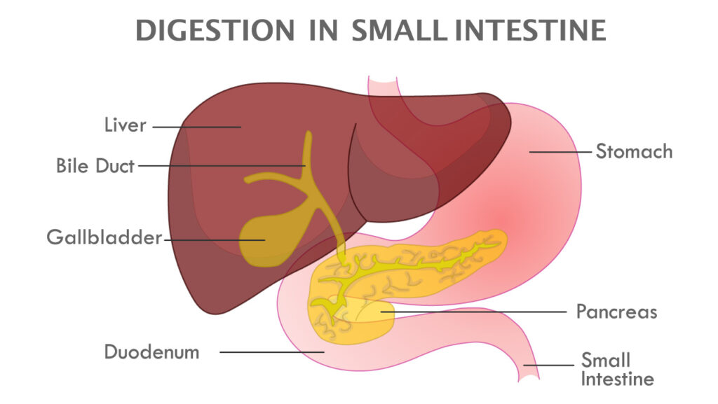 Protein Absorption The Ultimate Guide Healthkart blog