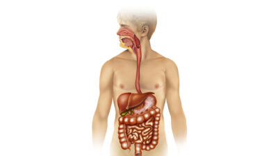 Protein Absorption- The Ultimate Guide - Healthkart blog