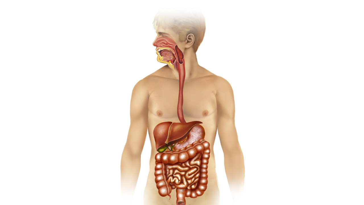 Protein Absorption- The Ultimate Guide - Healthkart blog