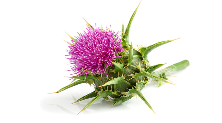 Milk Thistle Milk Thistle