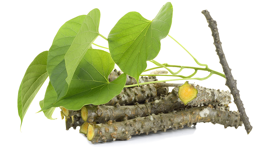 Tinospora Cordifolia(Giloy): Benefits, Uses, Risks, & Dosage giloy plant