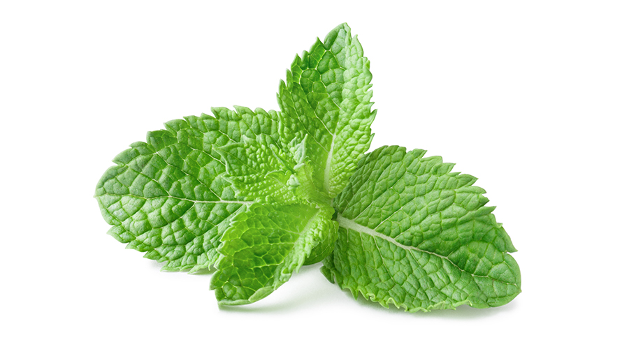 Mint Leaves Benefits For Basic Bodily Functions HealthKart