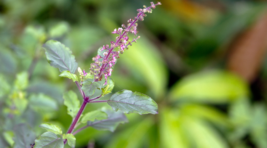Different Tulsi Benefits for Boosting Immunity Tulsi benefits