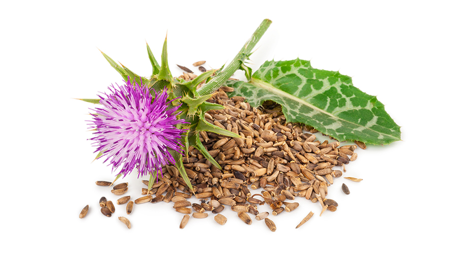 How Milk Thistle Benefits Your Immunity and Overall Health Milk thistle benefits