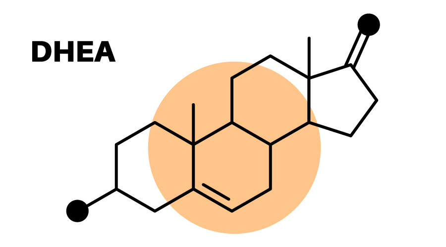 Facts About DHEA Hormone You Should Know DHEA Hormone