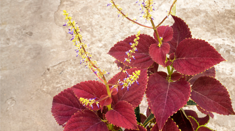 Coleus Plant Benefits What You Need to Know HealthKart