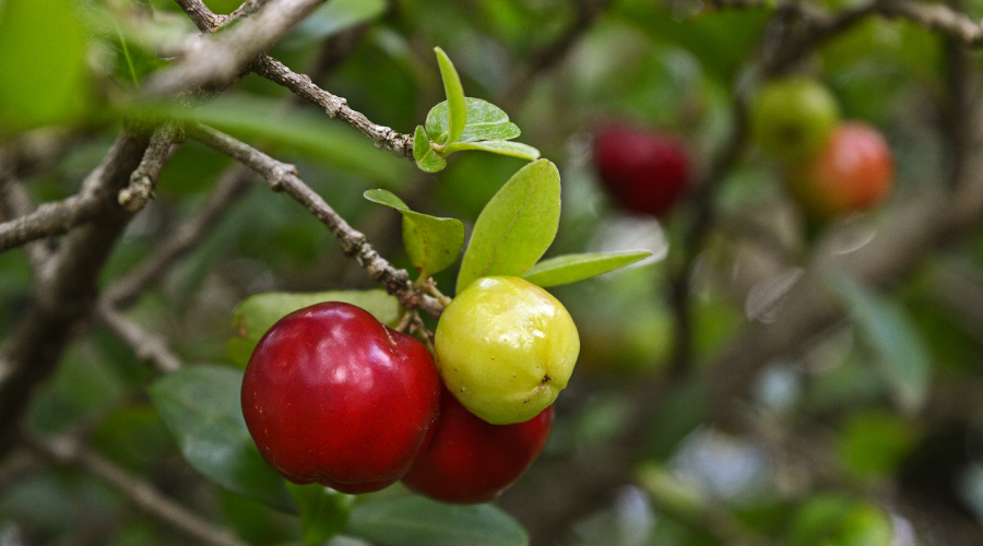 Acerola Cherry Benefits You Should Know HealthKart