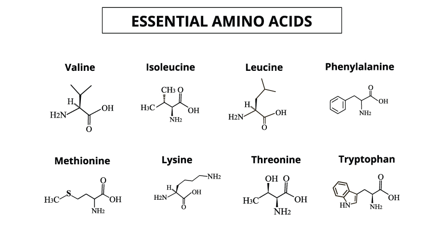 Buying Guide for EAA Supplement EAA Supplement