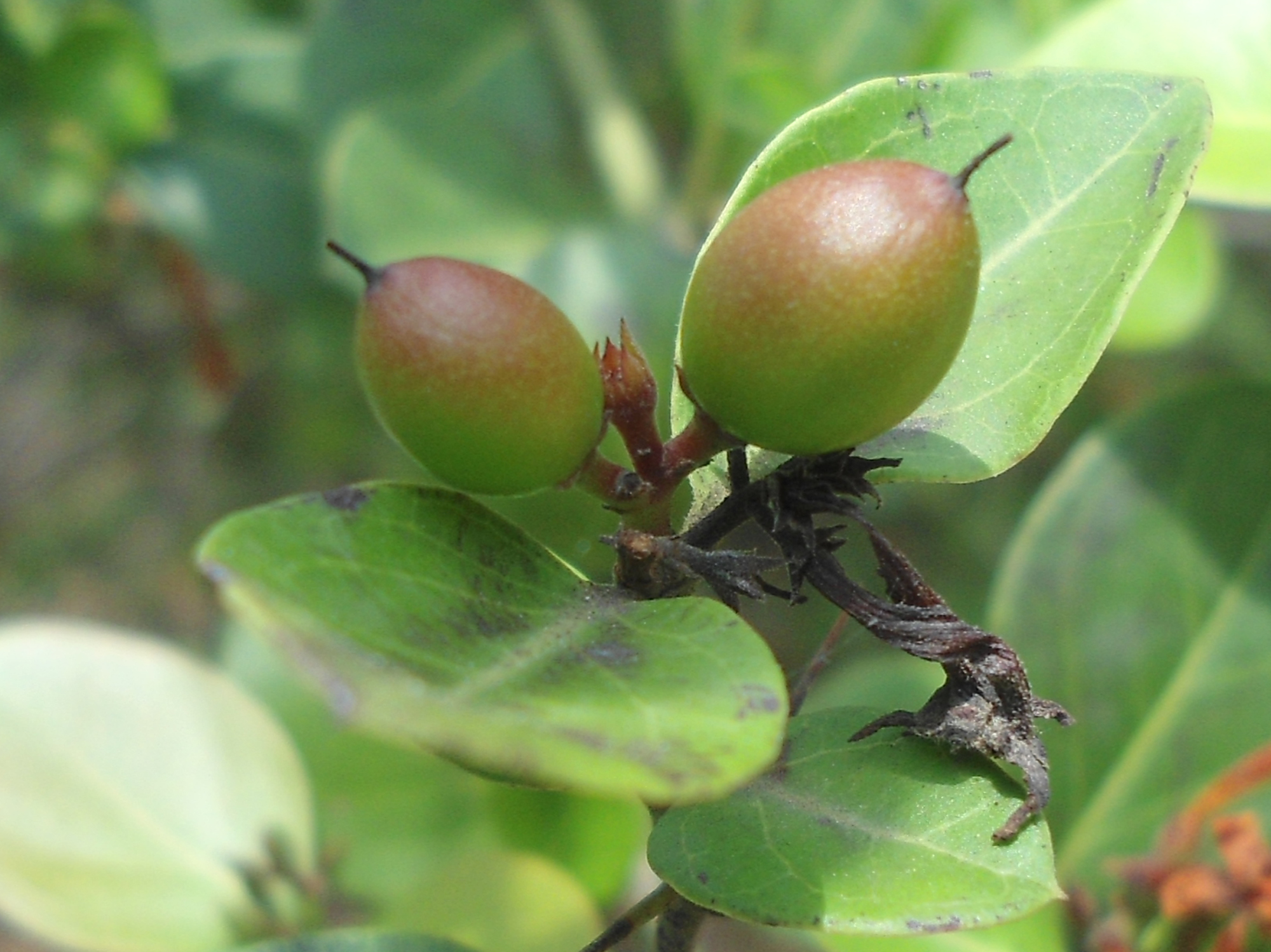 Kakadu Plum What are Its Uses and Benefits? HealthKart