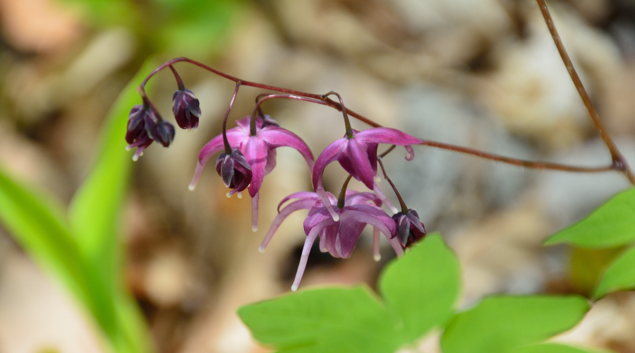 This is How Horny Goat Weed Benefits Your Sexual Health Horny Goat Weed Benefits