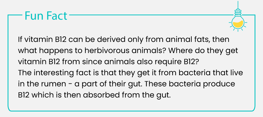 Vitamin B12 Benefits - Fun Fact