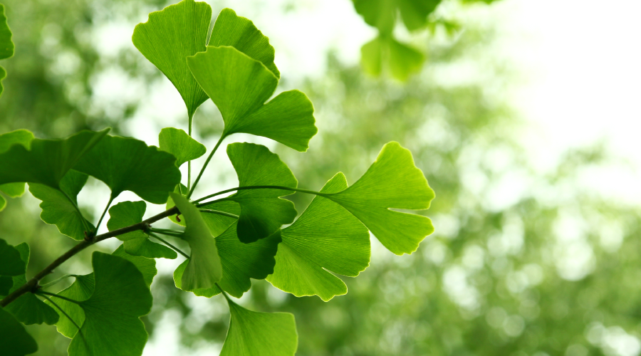 Ginkgo Biloba benefits how this supplement is helpful to you Healthkart