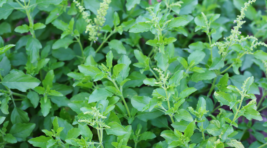 Tulsi ke Upay