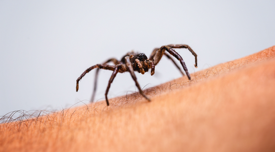 Top Remedies for Spider Bite Treatment HealthKart