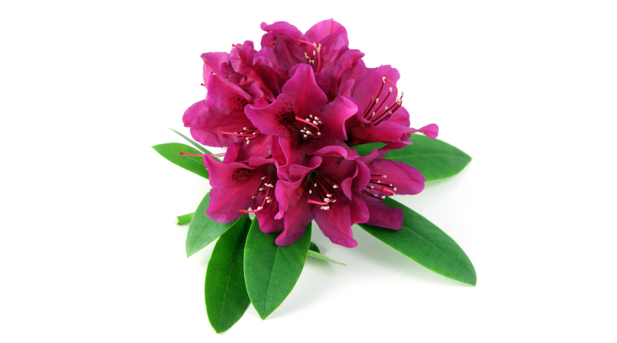 Rhododendron Benefits for Your Better WellBeing HealthKart