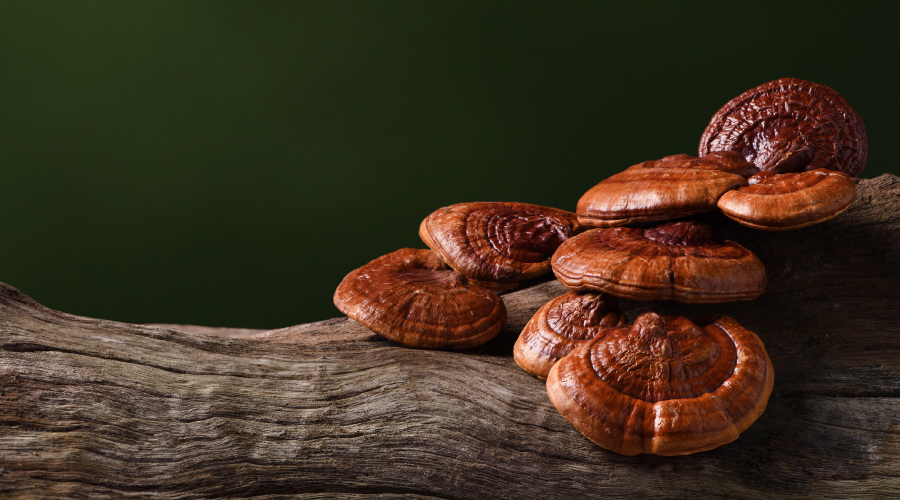 Reishi Mushroom Everything You Need to Know HealthKart