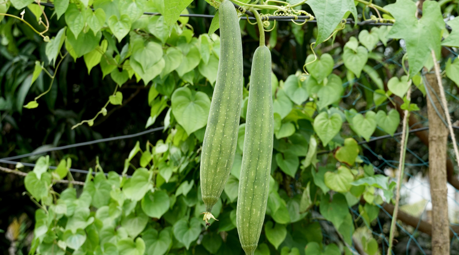 Zucchini and Its Various Remarkable Benefits HealthKart