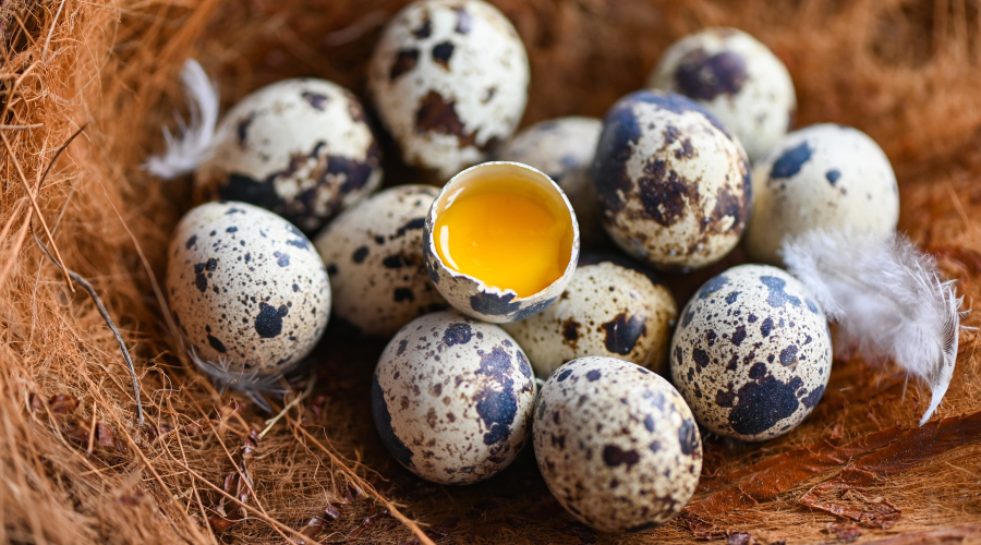 Quail Eggs Understanding Their Various Benefits HealthKart